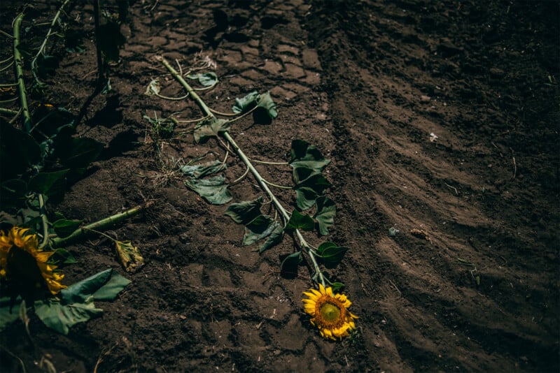 A sunflower lies on dry, cracked soil, with its stem and leaves partially detached, conveying a scene of drought and environmental decline.