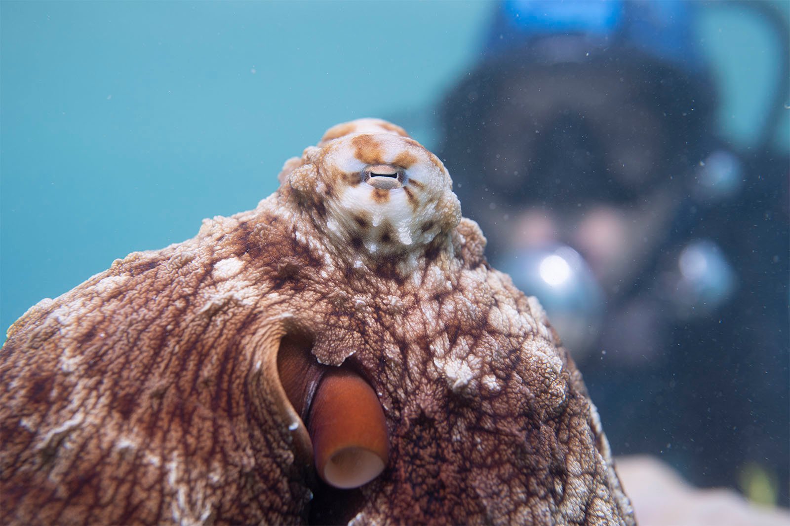 An octopus with textured skin and extended tentacles sits in shallow water, its large eyes focused forward. in the blurry background, a diver observes it closely.
