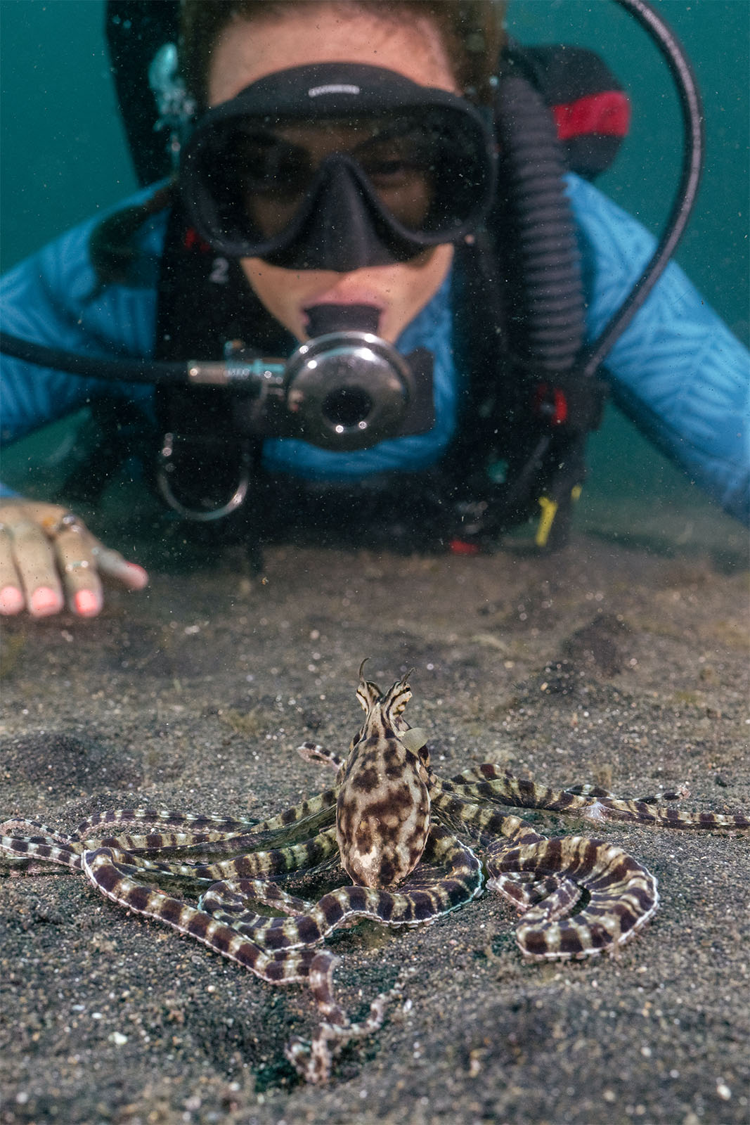 A diver with a mask and breathing apparatus observes a mimic octopus on the ocean floor, its tentacles spread out in a star-like pattern on sandy terrain.