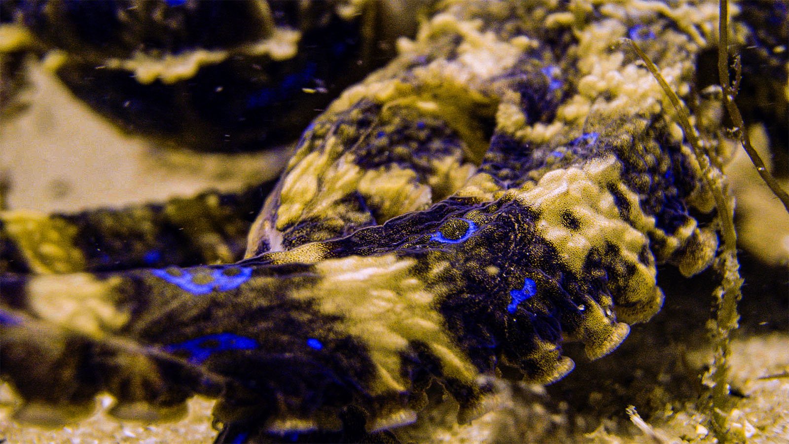 Close-up of a camouflaged stonefish lying on the sandy ocean floor, showing its textured and mottled skin with hints of vibrant blue spots.