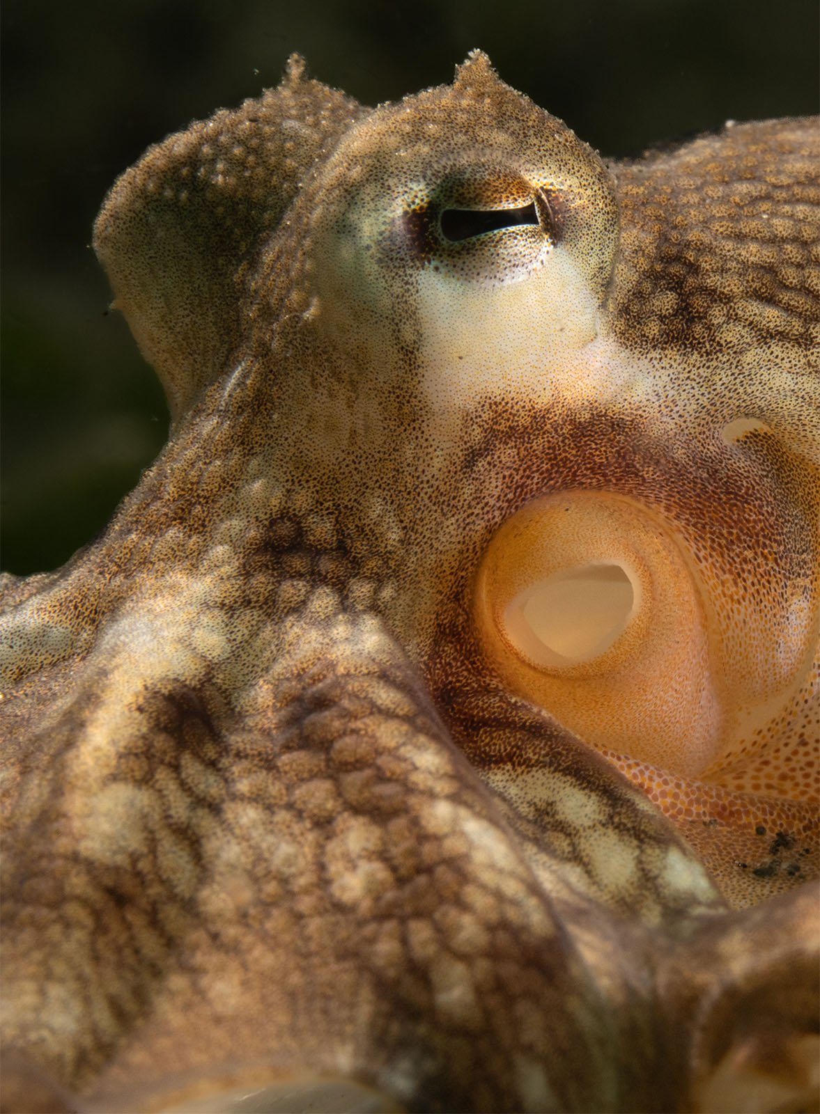 Close-up of an octopus showing detailed texture on its skin, focusing on its eye and siphon, against a dark background.