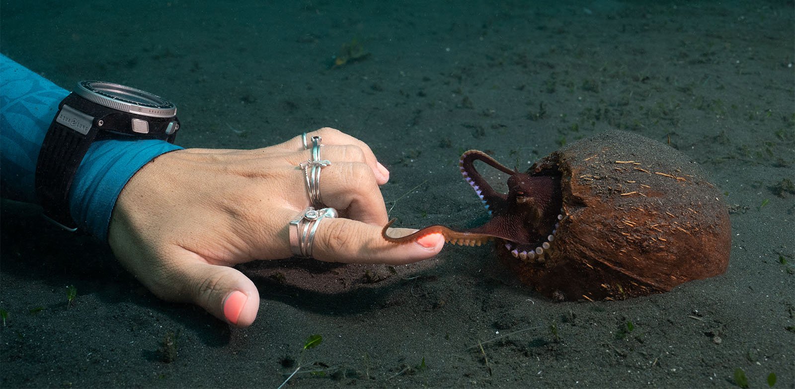 A human hand with rings touches the tentacle of a small coconut octopus on a sandy seabed, illustrating a unique interaction between human and marine life.