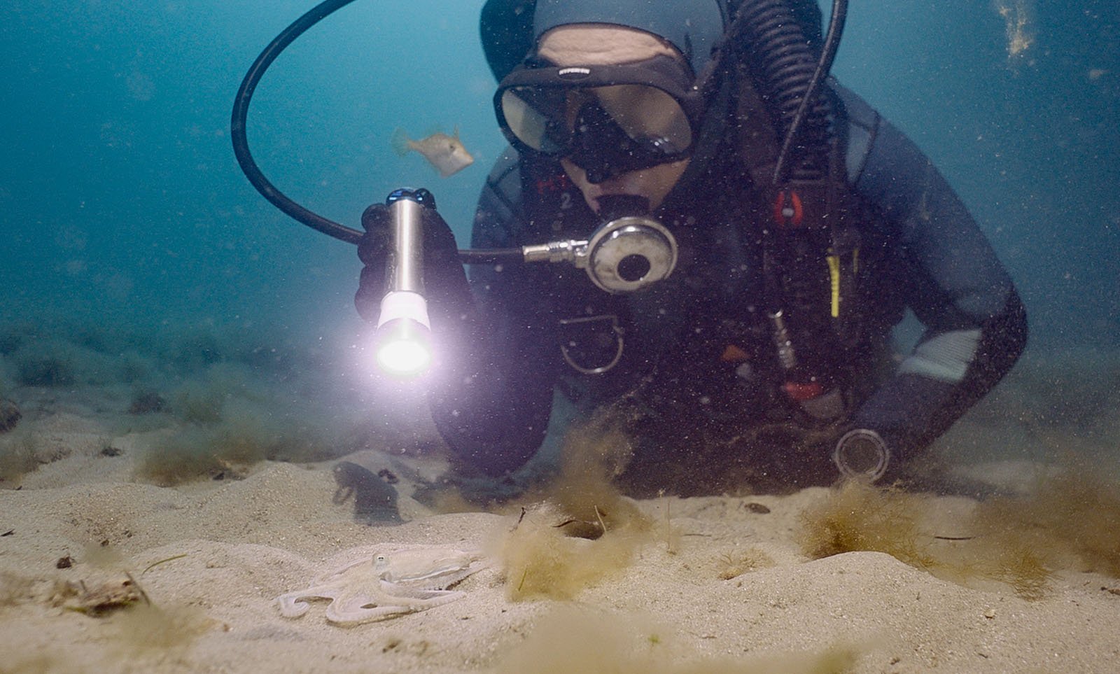 A scuba diver with a flashlight exploring the sandy ocean floor, stirring up sediment, in murky underwater visibility.