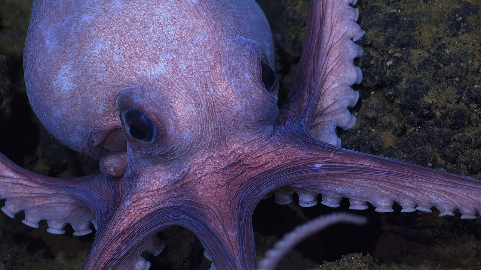 Close-up image of a vampire squid underwater, showing its large, dark eye and distinctive webbed arms with spiky edges, against a rocky backdrop.