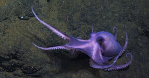 An octopus with a vibrant purple hue gliding gracefully over a sandy ocean floor, its tentacles stretched out, navigating the underwater landscape.