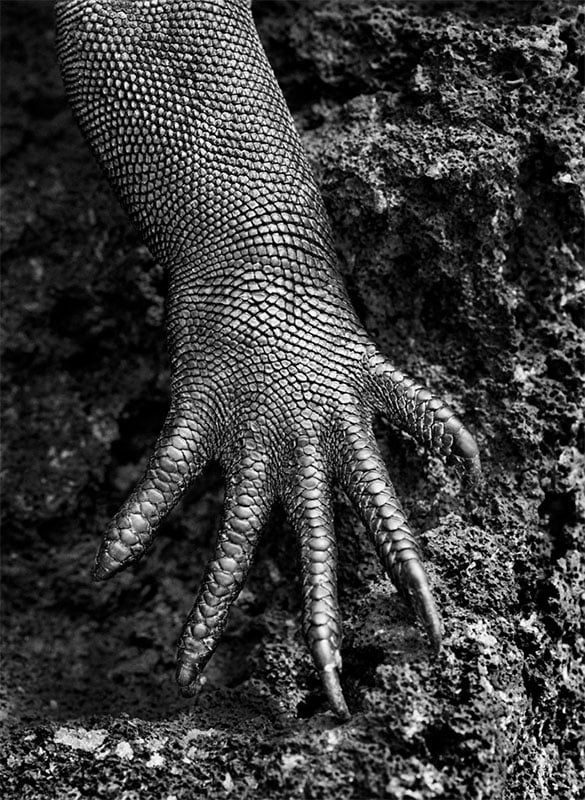 Close-up photo of an iguana claw grasping a rocky surface, showcasing detailed scales and sharp nails in black and white.