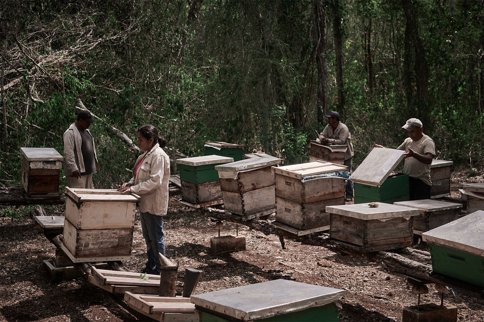 Four beekeepers care for beehives in a forest, inspecting and managing the structures surrounded by trees and underbrush.