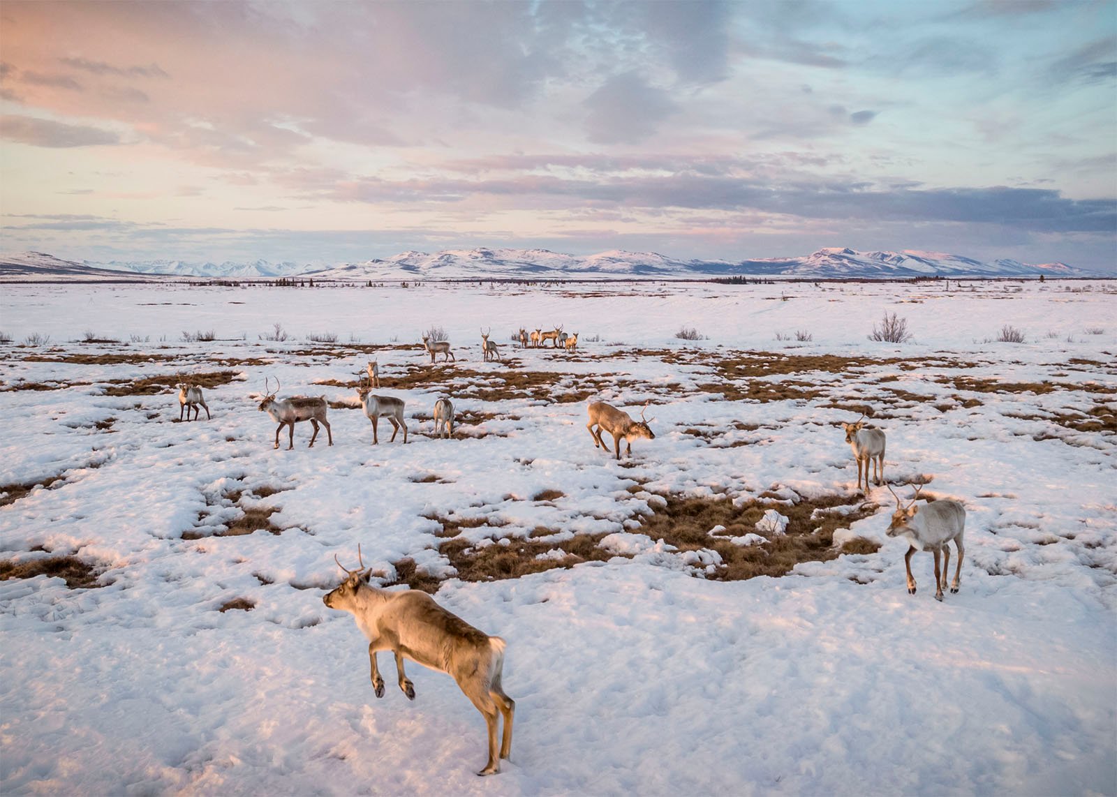Reindeer graze in a snowy landscape at sunset, with pastel skies and distant mountains. the ground shows patches of snow and grass.