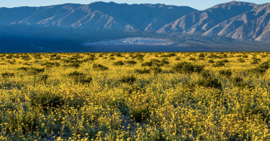 Wildflower superbloom in Death Valley
