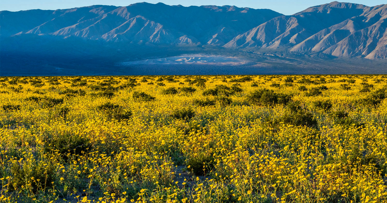 Wildflower superbloom in Death Valley
