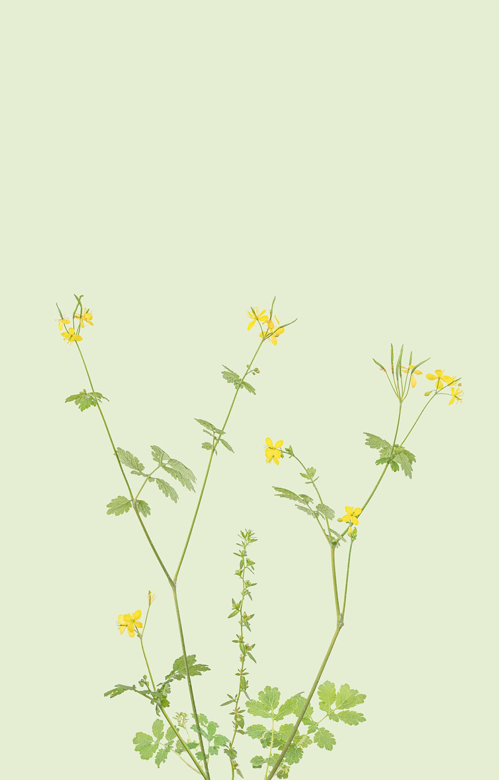 A minimalist illustration featuring delicate yellow flowers with green stems and leaves on a soft pastel green background.