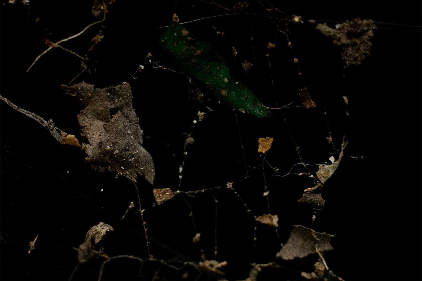 An image displaying various debris like leaves and twigs caught in a spider web in a dimly lit setting, creating a mysterious and cluttered appearance.