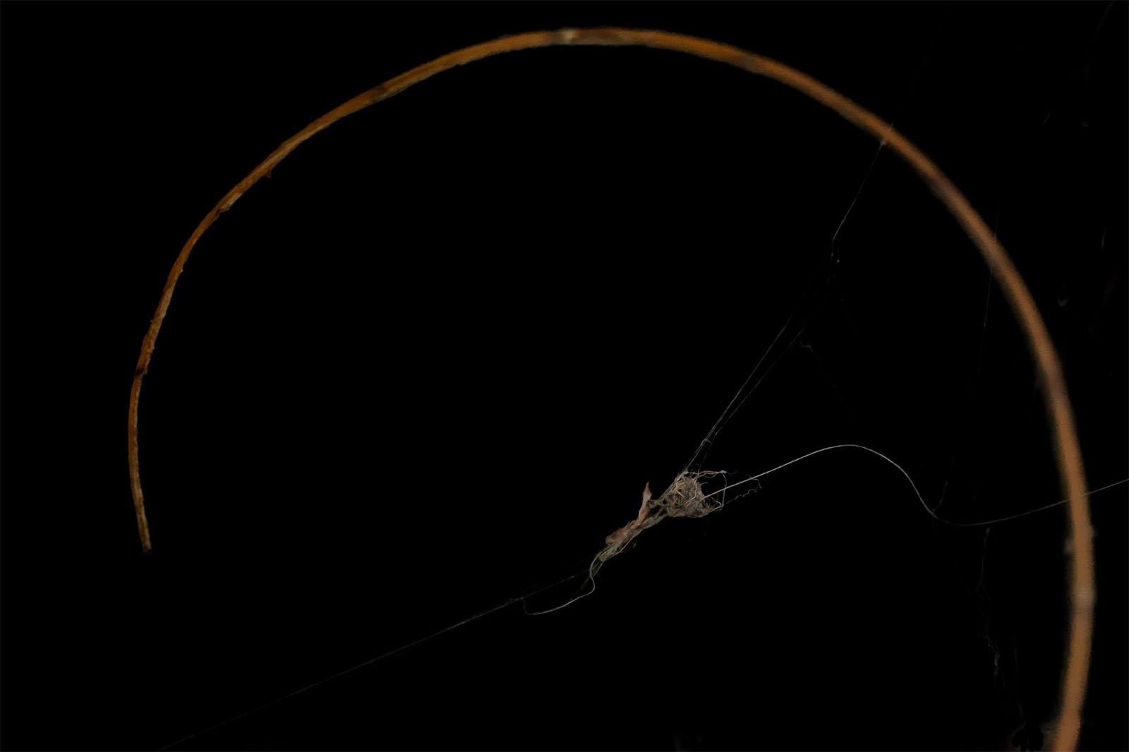A spider crawls along a delicate strand of web stretched between two curved twigs against a dark background.