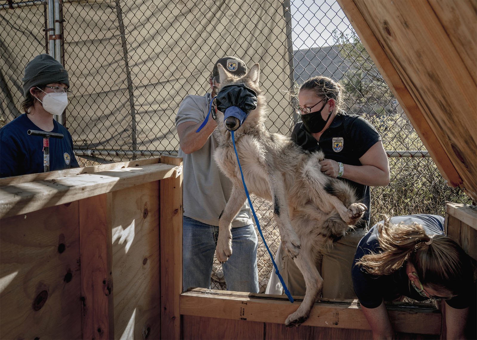 Wildlife rescue team members, wearing masks and gloves, carefully lift a sedated wolf from a wooden crate outdoors, preparing to transport it to a new location.