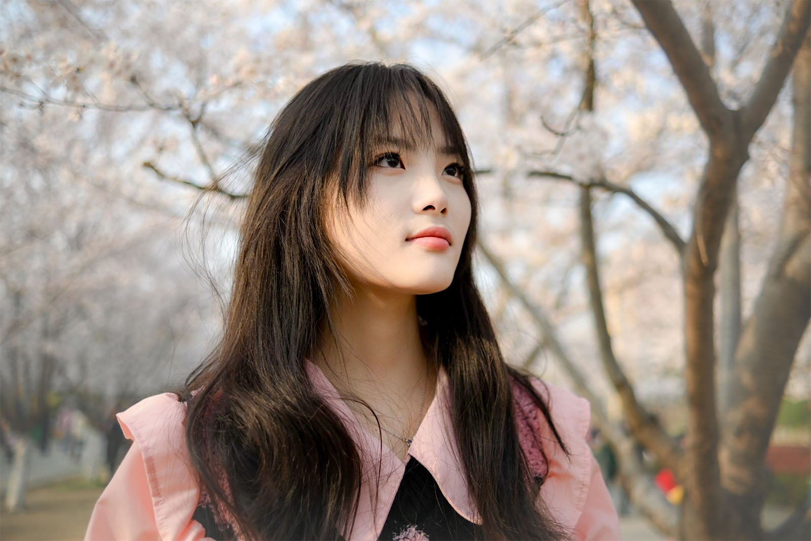 A young woman with long black hair, wearing a pink jacket, gazes thoughtfully to the side under a canopy of cherry blossoms.
