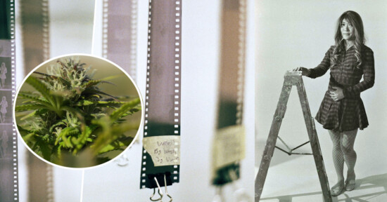 Collage of three images: close-up of a cannabis plant, a strip of film negatives, and a black-and-white photo of a woman standing on a ladder, holding a paintbrush.