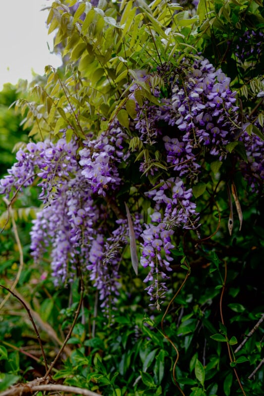 Clusters of purple wisteria flowers hanging from green vines, with lush foliage in the background, in a natural setting.
