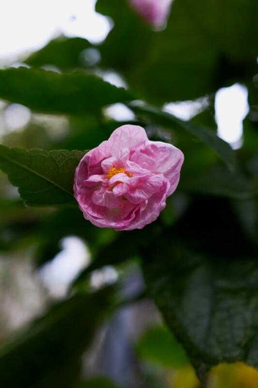 A delicate pink flower with wrinkled petals and a visible yellow center, surrounded by green leaves, set against a softly blurred background.