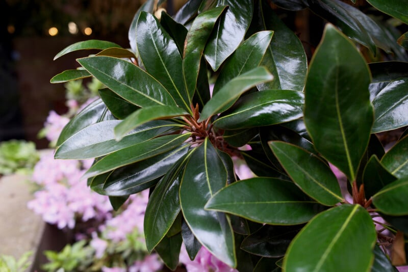 Close-up photo of a shiny, dark green magnolia plant with broad leaves, focusing on the central whorl. soft focus of pink flowers and dim lighting in the background.