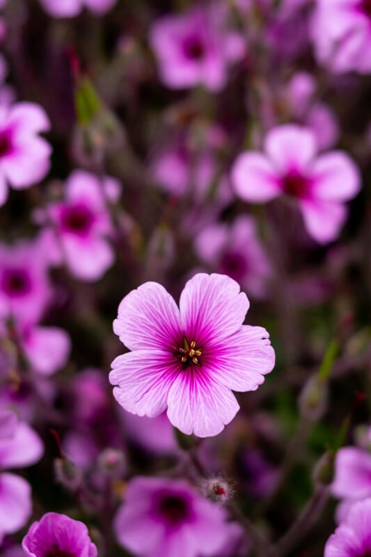 Close-up of vibrant purple flowers with prominent dark pink veins and yellow centers, set against a blurry background of similarly colored blooms.