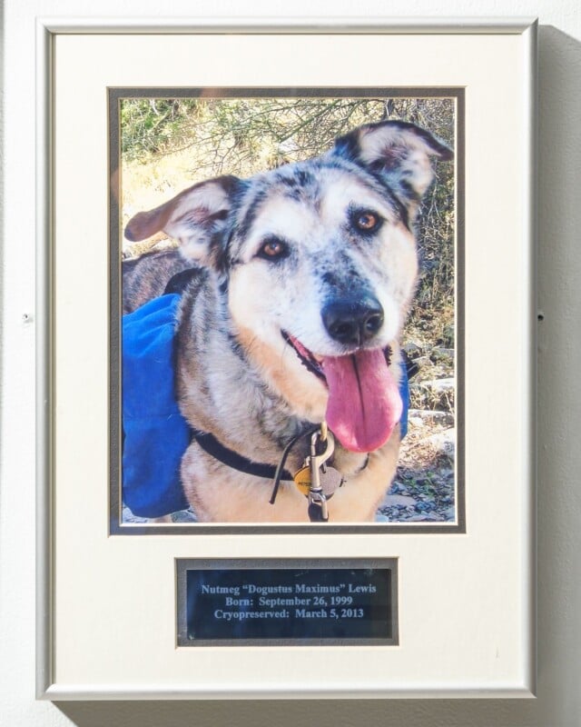 A framed photograph of a happy dog with a blue collar, tongue out, displayed on a wall with a plaque reading "nutmeg 'dogustas maximus' lewis, born: september 26, 1999, cryopreserved: march 5, 2013.