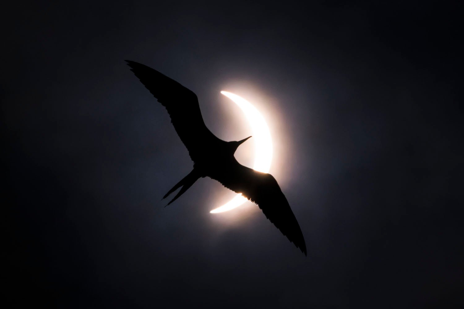 Silhouette of a bird flying in front of a partially eclipsed sun, creating a dramatic contrast between the bird's dark shape and the bright solar halo.