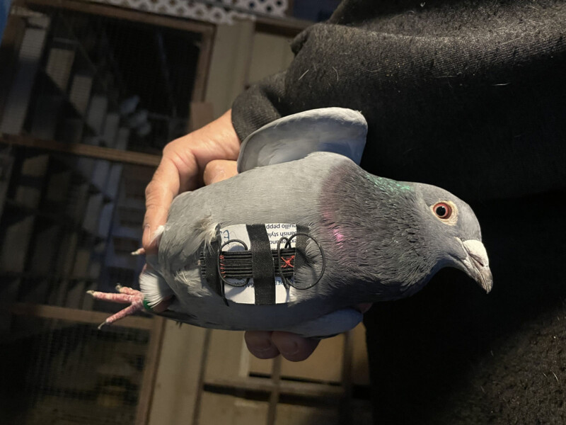 Pigeon wearing the camera rig