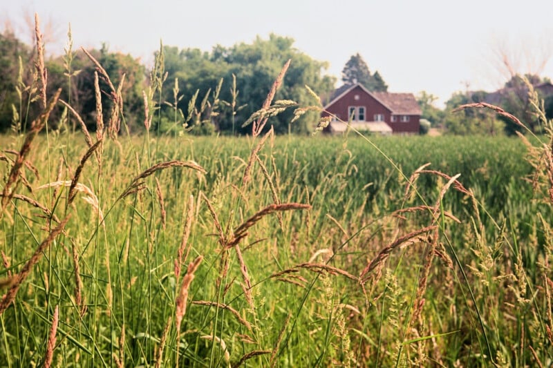 A verdant field with tall grass in the foreground and a red barn in the background, surrounded by dense green trees under a hazy sky.