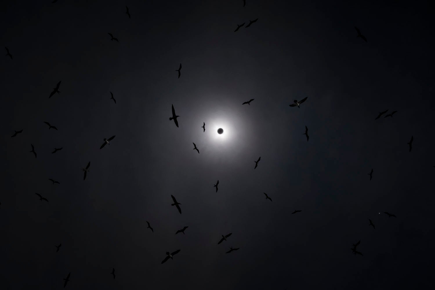 Silhouettes of numerous birds flying around a bright solar eclipse against a dark sky.