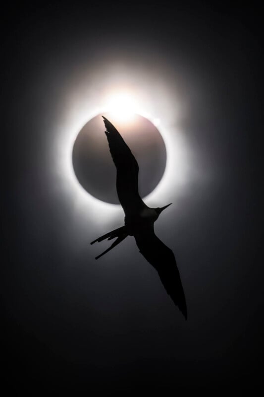 A silhouette of a bird flying in front of a solar eclipse, creating a dramatic image with the bird’s wings outstretched against the glowing halo of the sun.