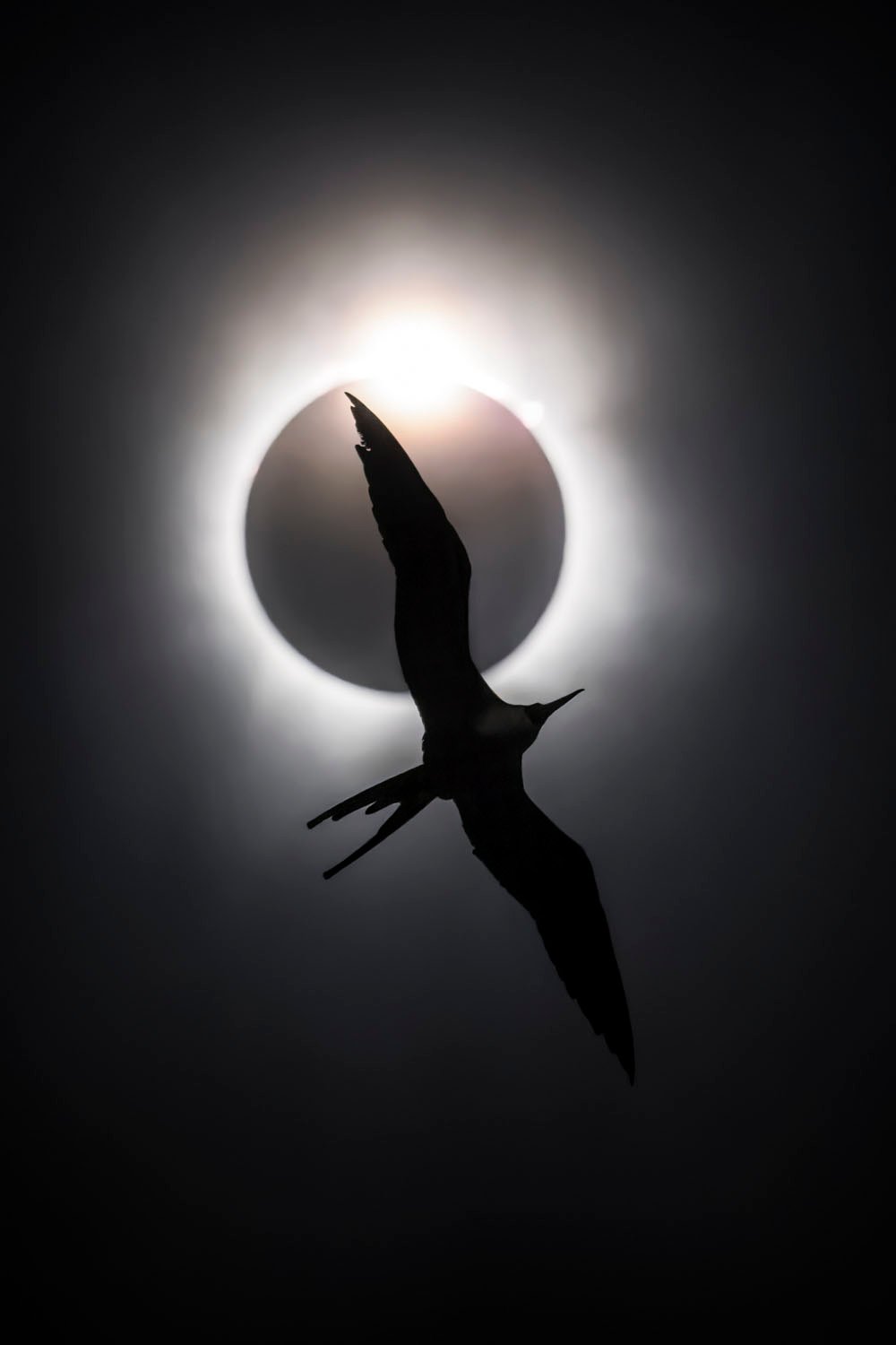 Silueta de un pájaro volando frente a un eclipse solar, creando una imagen dramática con las alas del pájaro extendidas sobre la brillante corona del sol.