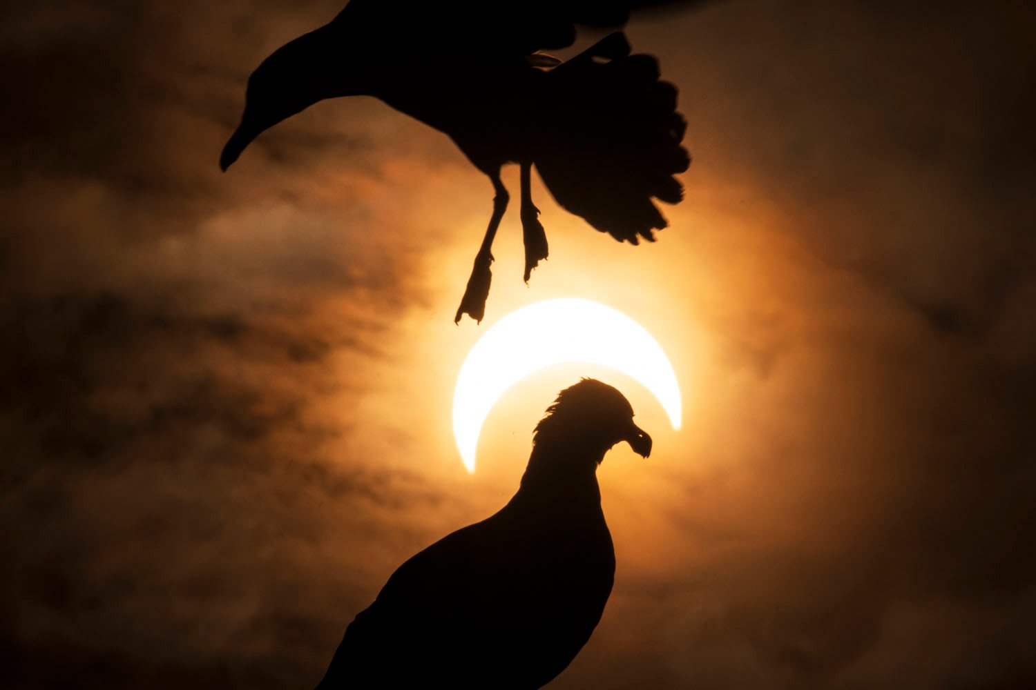 Silhouettes of two pigeons in flight against a dramatic solar eclipse, with one pigeon partially overlapping the glowing sun.