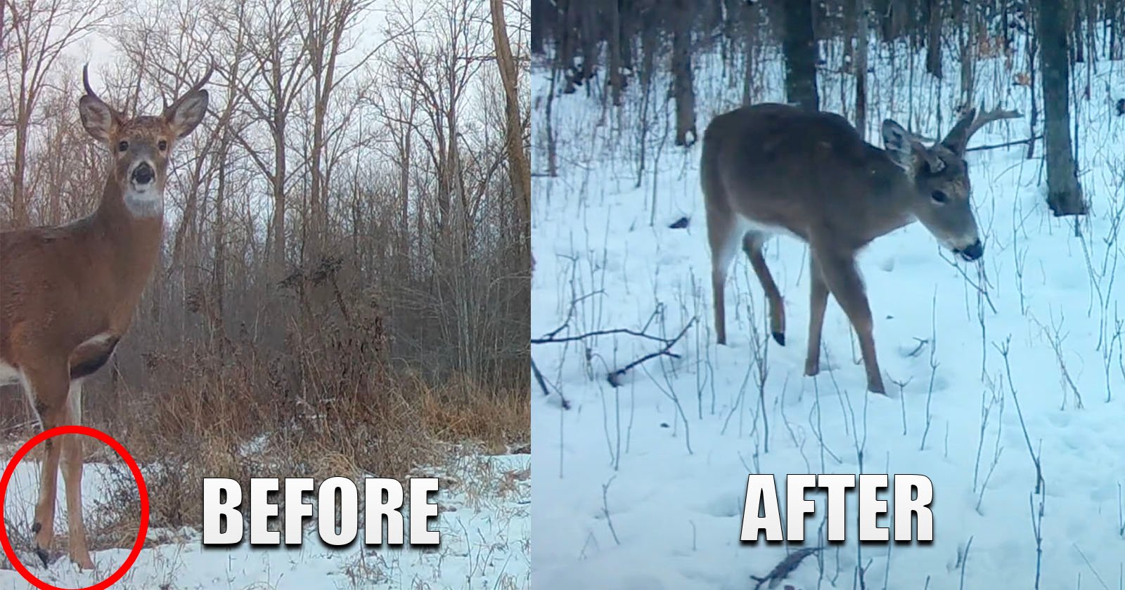 Deer Makes Miraculous Recovery From Broken Leg in Amazing Trail Cam Footage