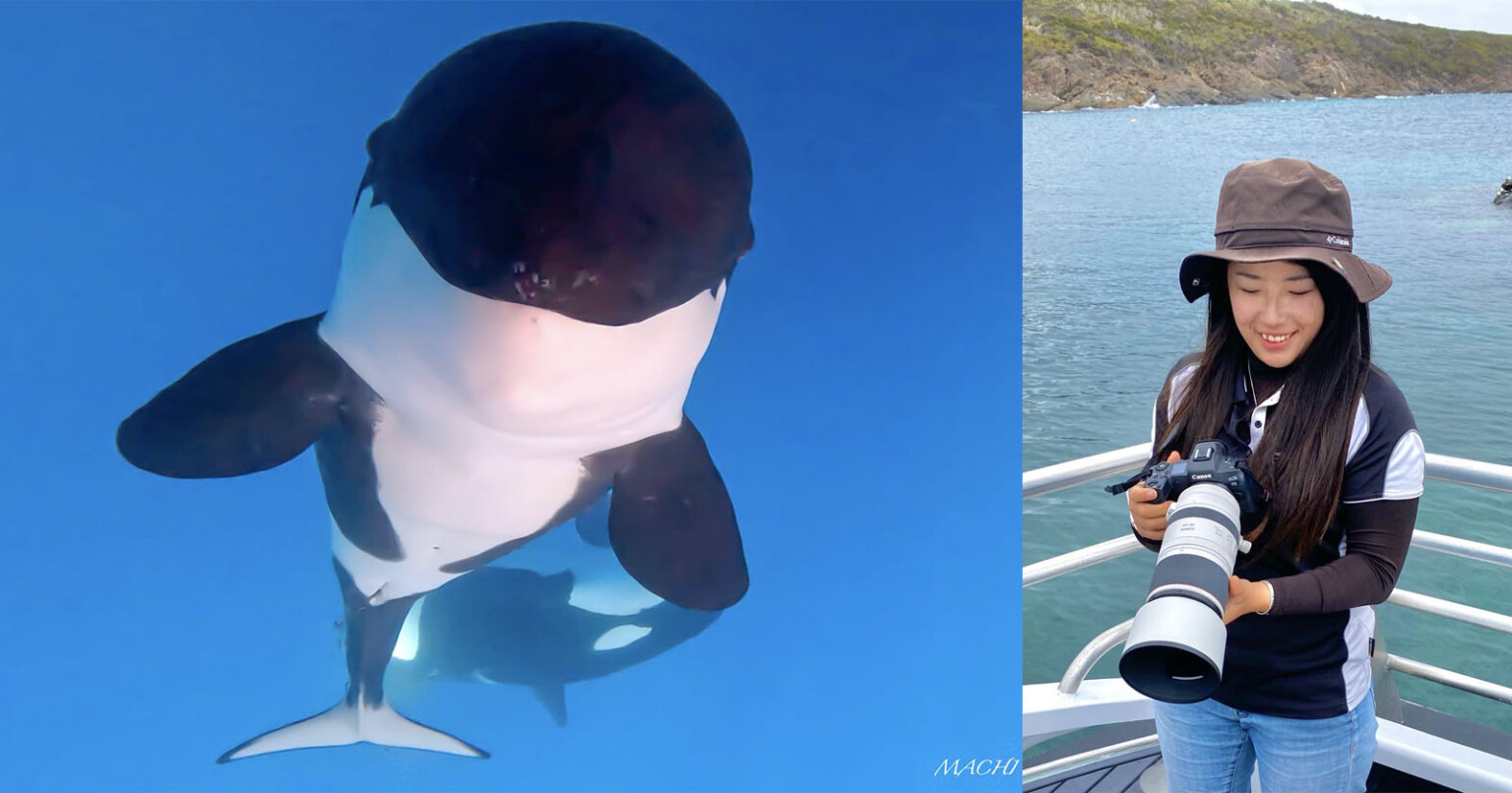 Photographer Captures First-Ever Images of an Orca Being Born in the ...