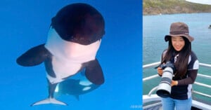 Split image with a close-up of a killer whale underwater on the left and a smiling woman with a camera on a boat on the right, with a coastal background.