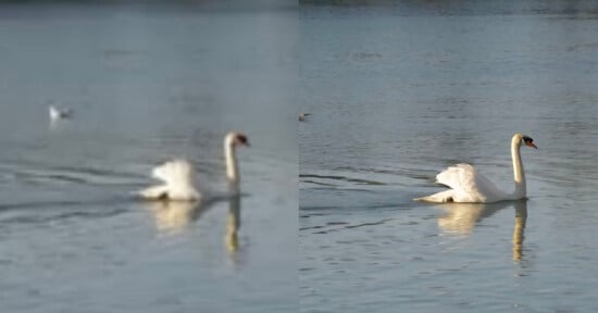 Split image showing two swans on a lake; the left side is blurry with one swan mostly obscured, and the right side is clear with a close-up of a swan swimming gracefully.