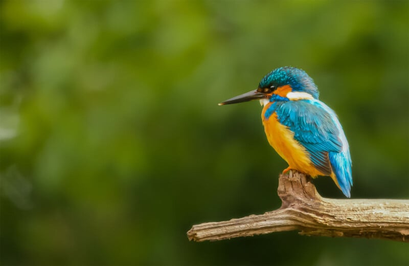 A vibrant kingfisher perched on a branch, showcasing its brilliant blue and orange plumage against a soft green background.