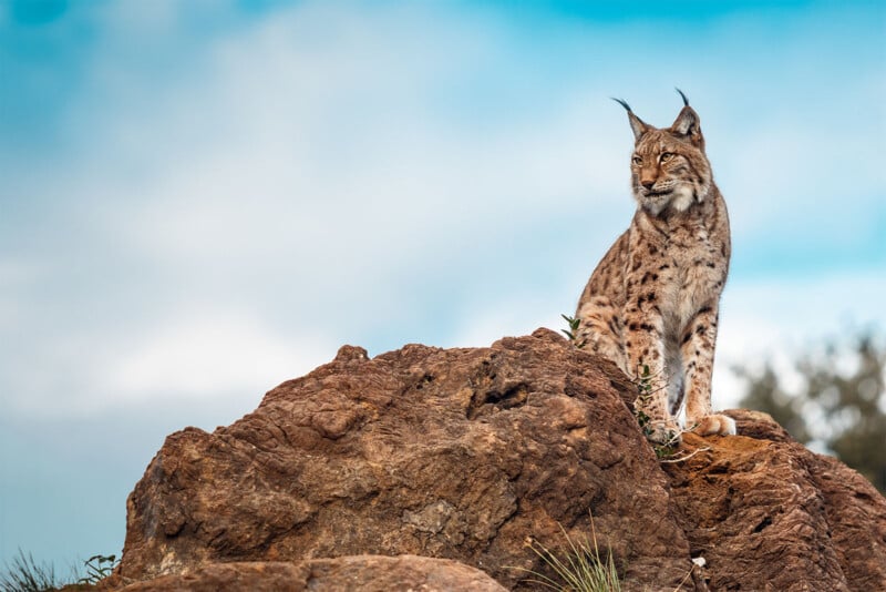 A lynx sits regally atop a rugged rock, its sharp ears perked and vigilant under a cloudy blue sky.