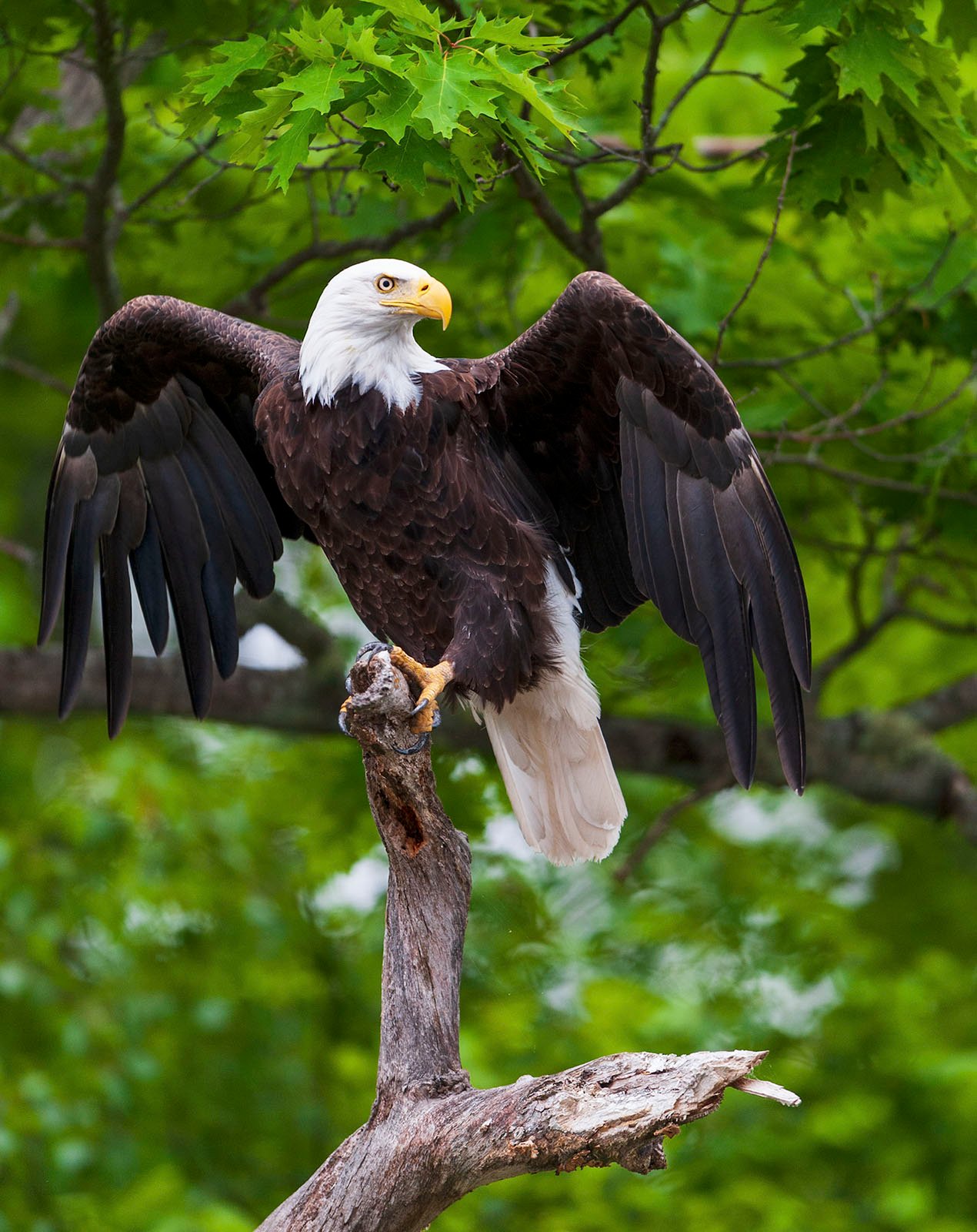 A majestic bald eagle perches atop a tree branch, spreading its striking wings, set against a backdrop of lush green foliage.