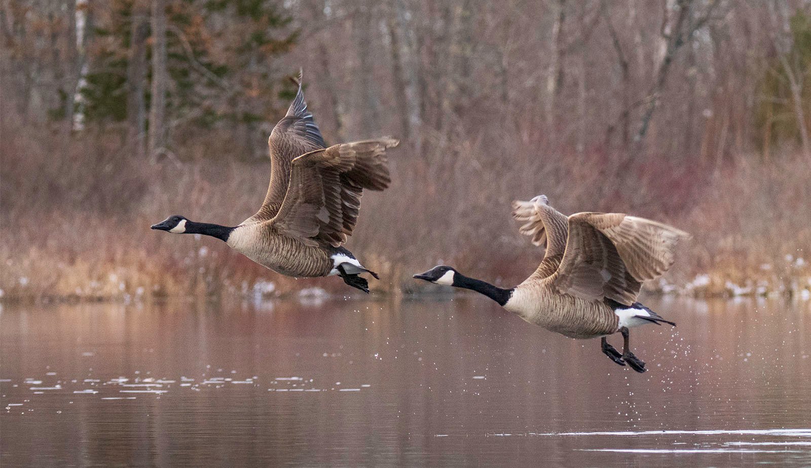 Two canada geese in flight above a lake, with one goose slightly ahead of the other. both are in mid-flap with wings raised, against a backdrop of trees and reeds.