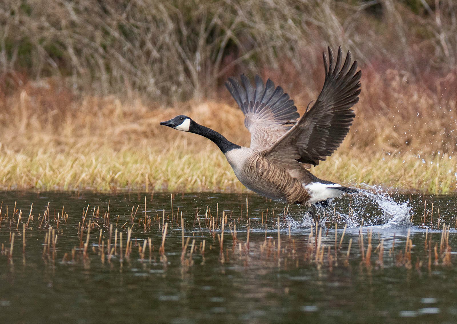 A canada goose takes off from a pond, wings spread wide and water droplets splashing, with tall, dried grasses in the background.