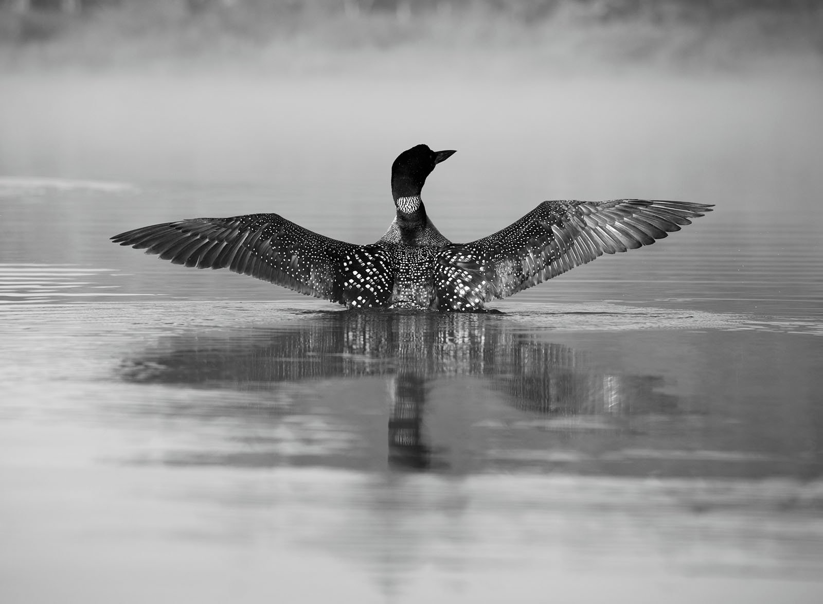 A black-and-white image of a loon spreading its wings wide while floating on a misty lake, creating a perfect reflection on the calm water.