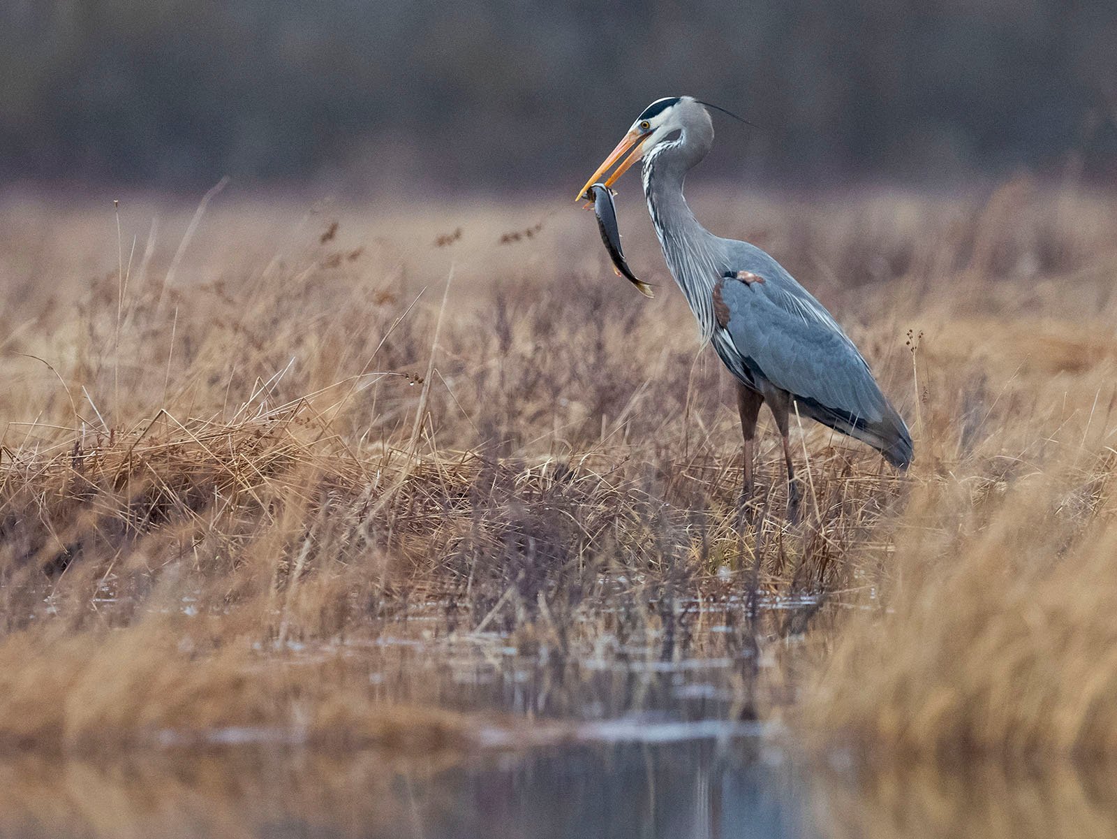 A great blue heron stands in shallow water amidst tall, dry grasses, with a fish caught in its beak, in a tranquil marshland setting.
