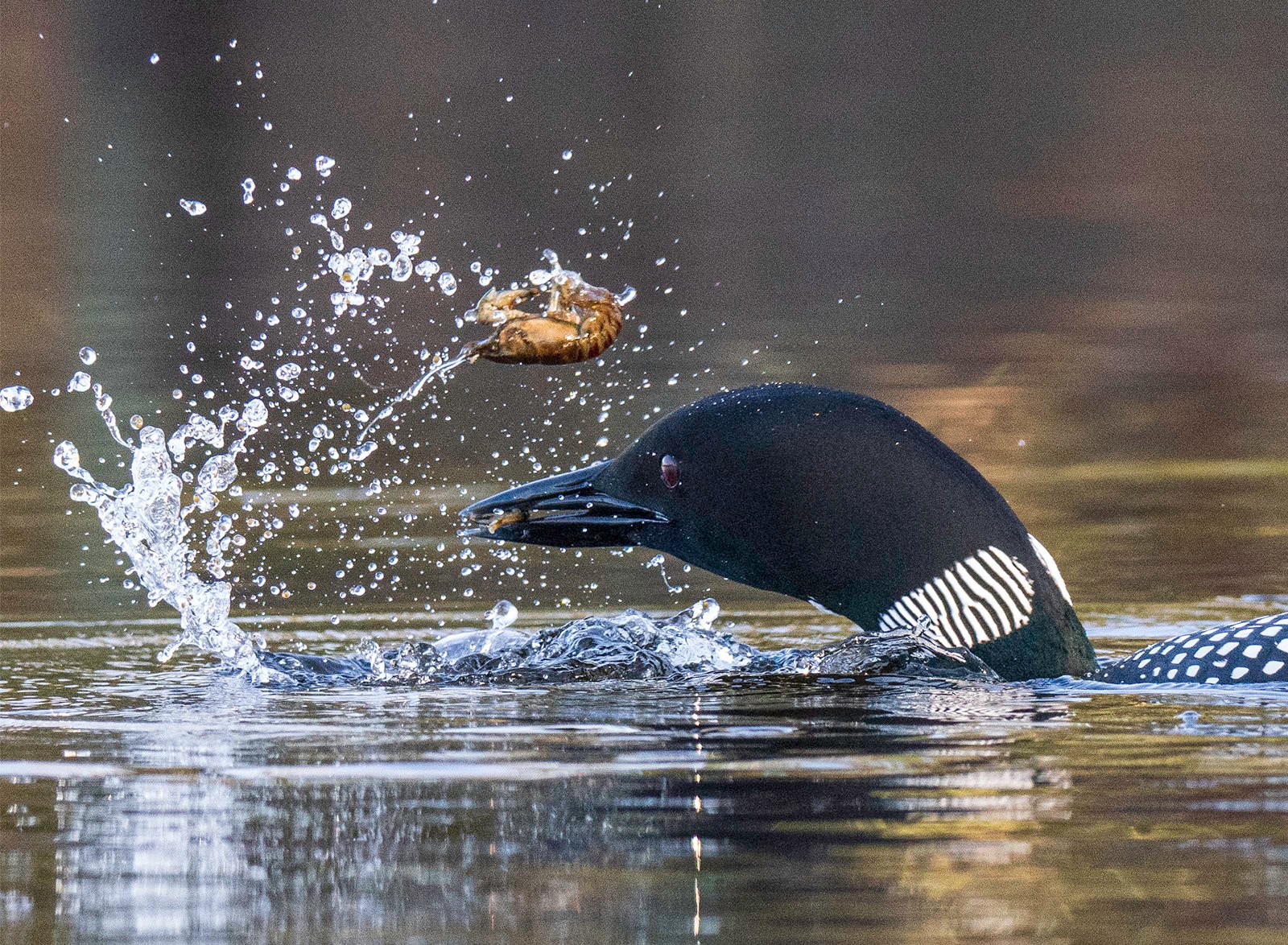 A loon with striking black and white feathers catches a fish, causing a dynamic splash in the tranquil water.