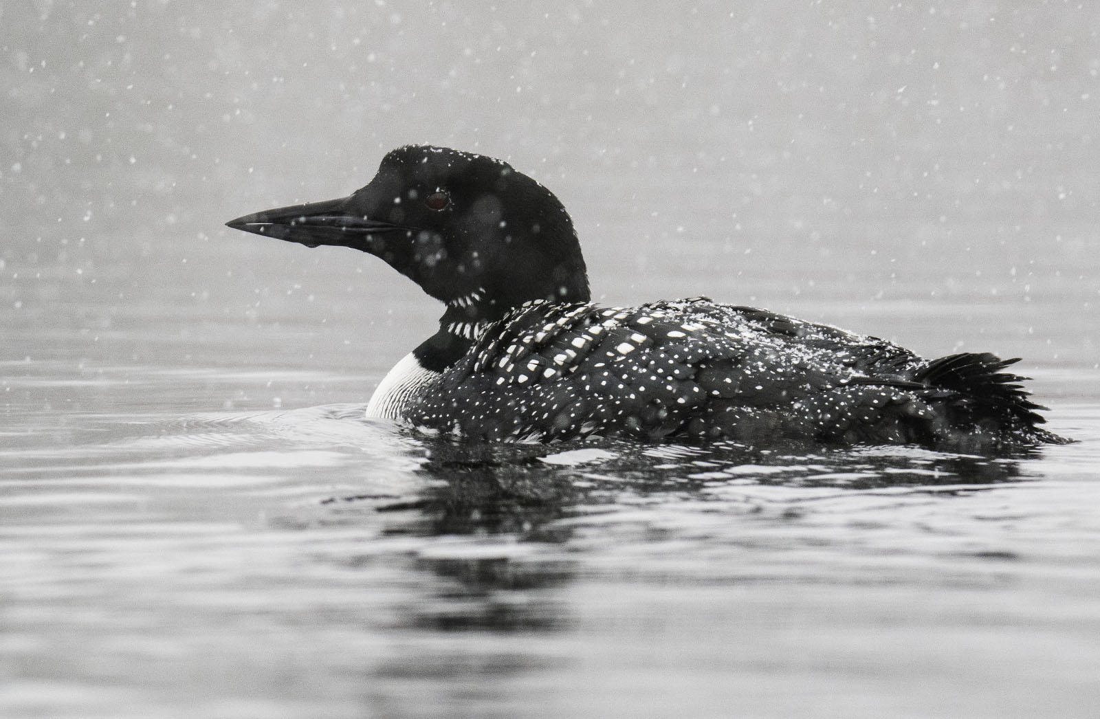 A common loon with striking black and white plumage floats on a serene water surface under gentle snowfall.