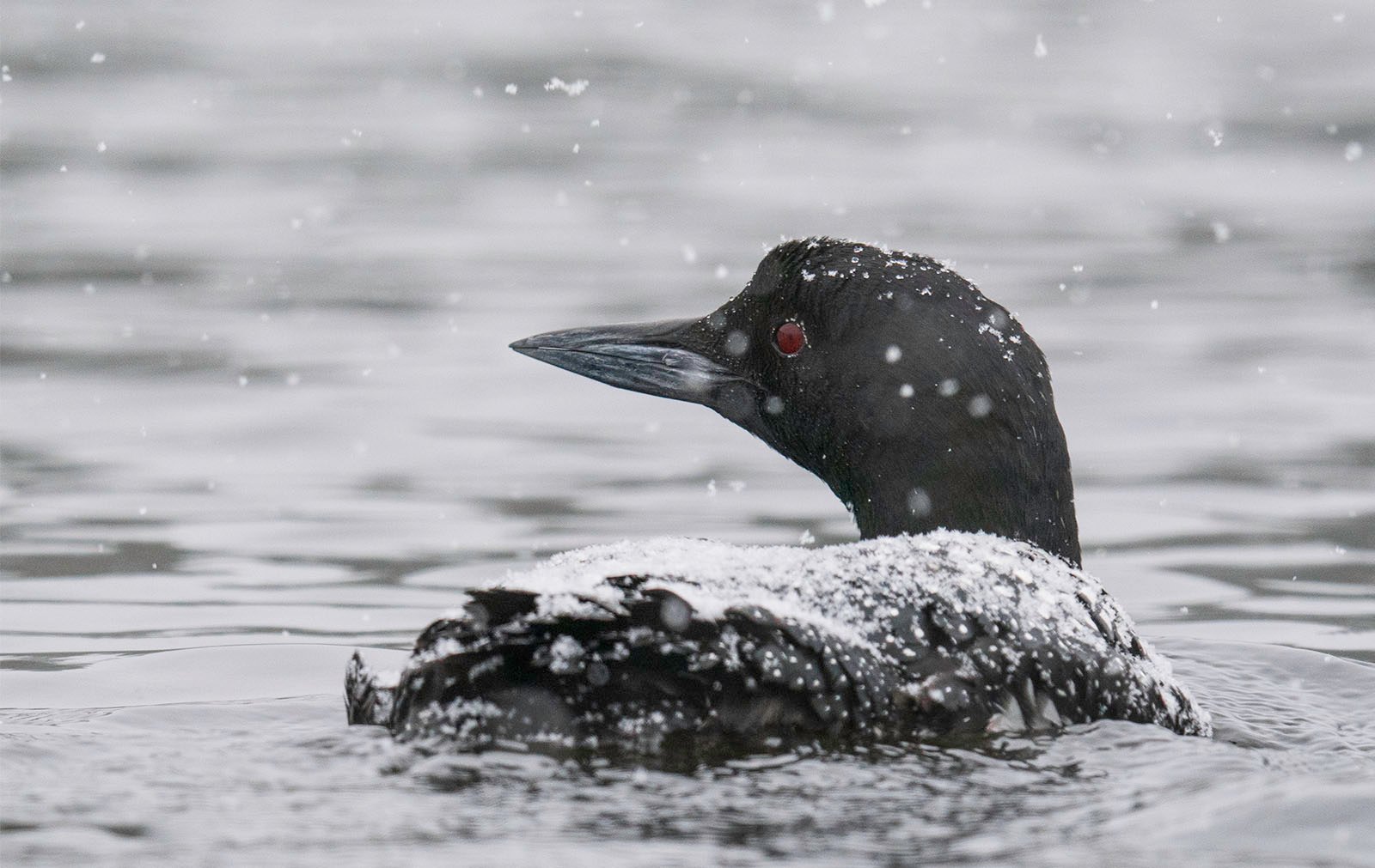 A common loon with striking red eyes surfaces on a wintry lake, its black feathers dusted with light snowflakes, against a backdrop of blurred falling snow.