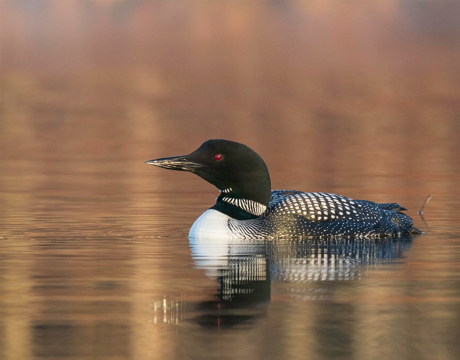 A common loon with striking black and white plumage swims on a tranquil golden-hued lake, its red eyes prominent.
