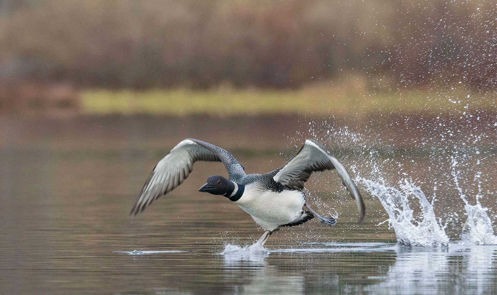 A loon with fully spread wings splashes as it takes off from a tranquil lake, water droplets flying around in a dynamic display of motion.