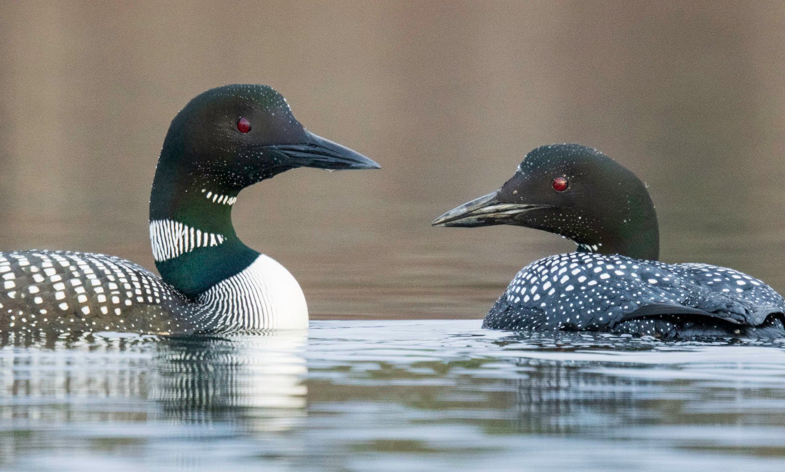 Two common loons, sporting black and white plumage and distinctive red eyes, float close together on calm water. their sleek black heads are turned slightly towards each other.