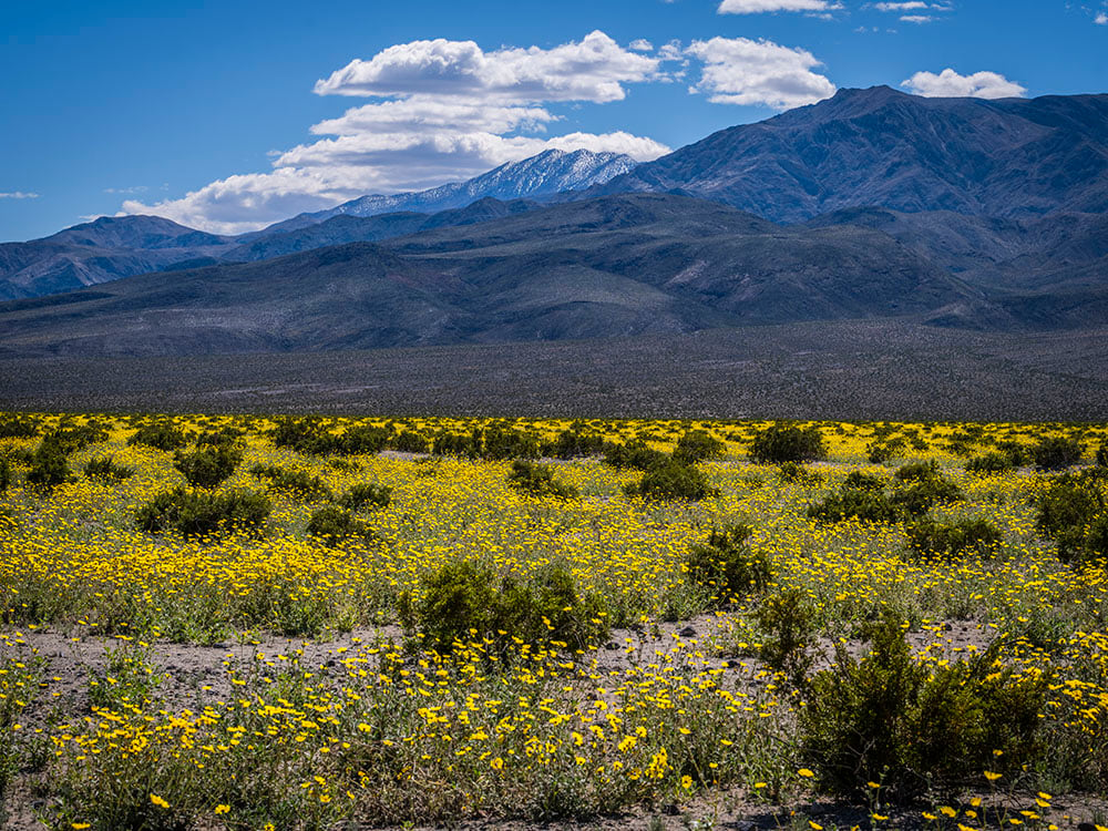 Photos Show Wildflower Superbloom Covering Death Valley in California ...